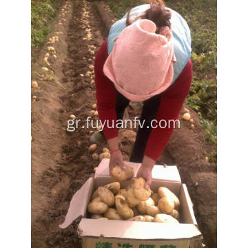 Νέα πατάτα από το 2018 νέα καλλιέργεια